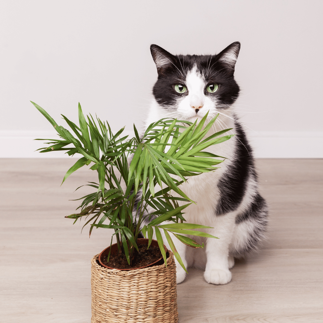 Pet-Friendly Plants