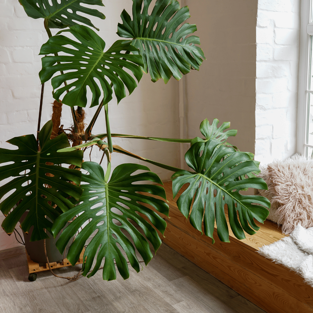 Large Indoor Plants