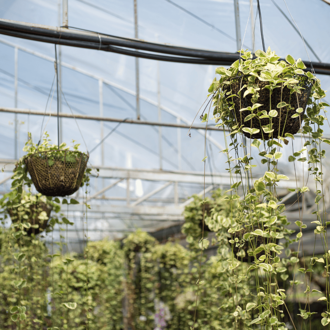 Hanging Plants