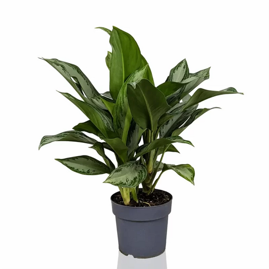 Aglaonema Silver Bay