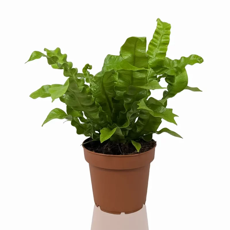 Asplenium Crispy Wave