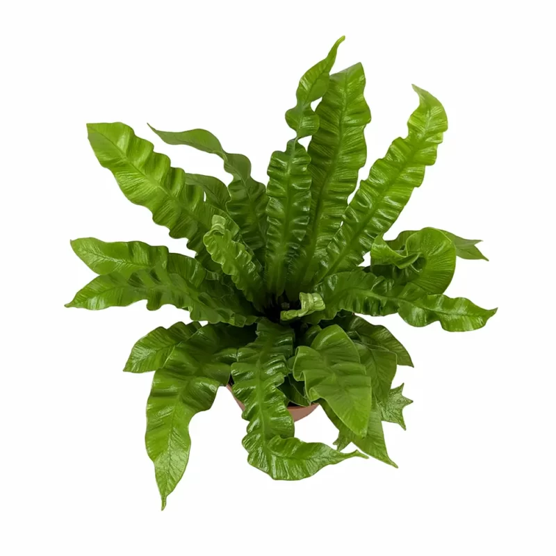 Asplenium Crispy Wave