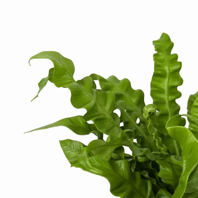 Asplenium Crispy Wave