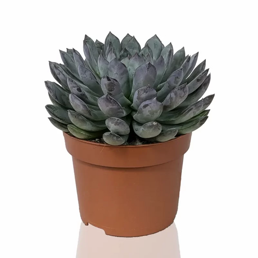 Echeveria Apus