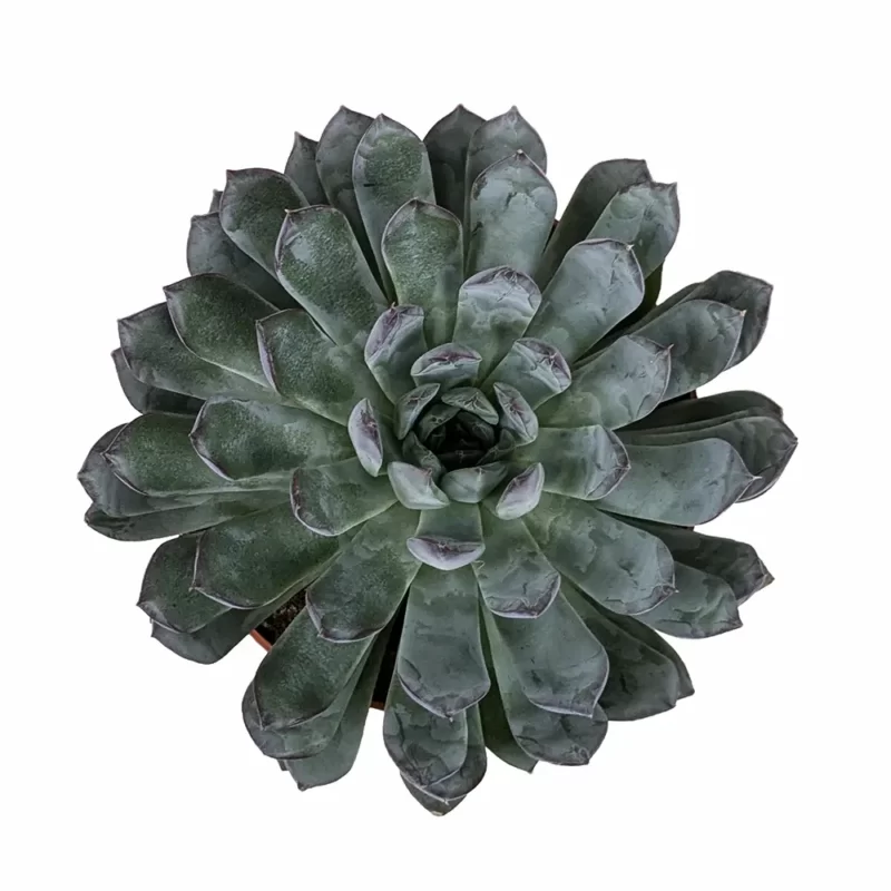 Echeveria Apus