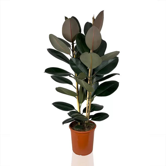 Ficus Elastica Abidjan