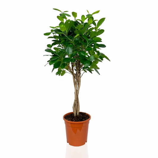 Ficus Microcarpa