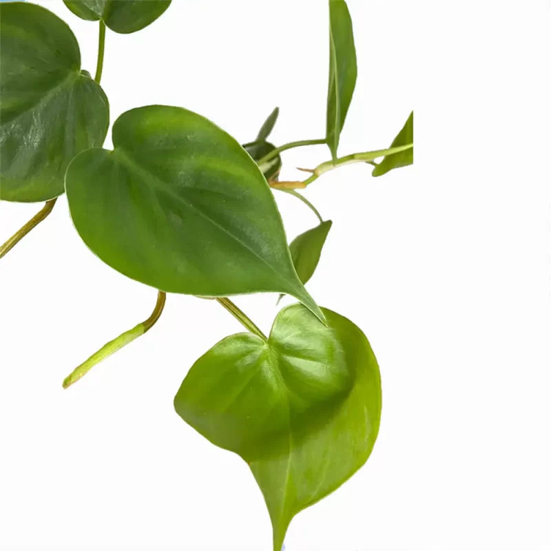 Philodendron Scandens (Heartleaf Philodendron)