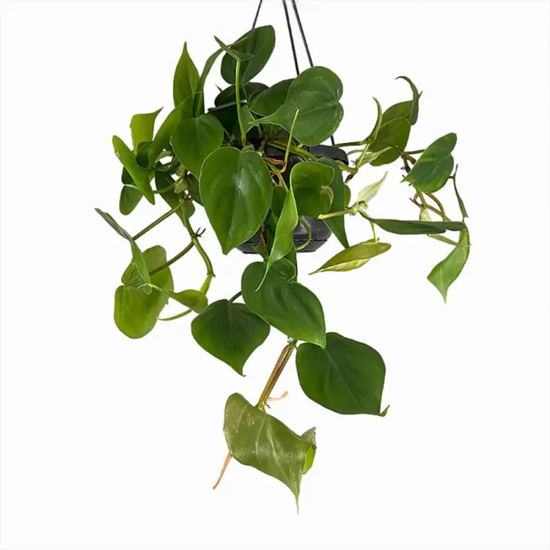 Philodendron Scandens (Heartleaf Philodendron)