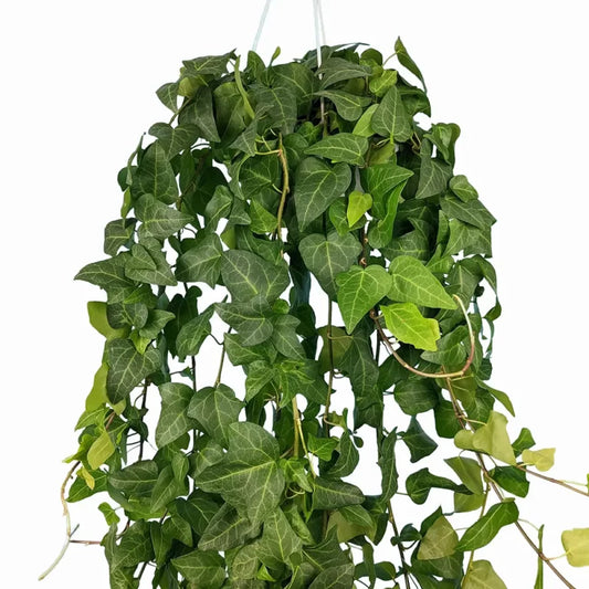 Hedera Helix (English Ivy)