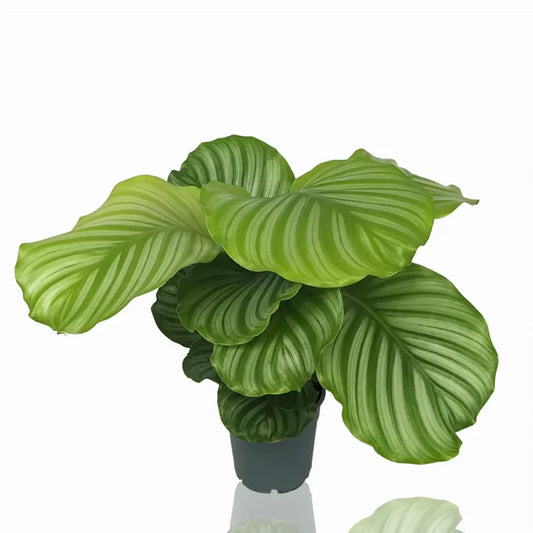 Calathea Orbifolia