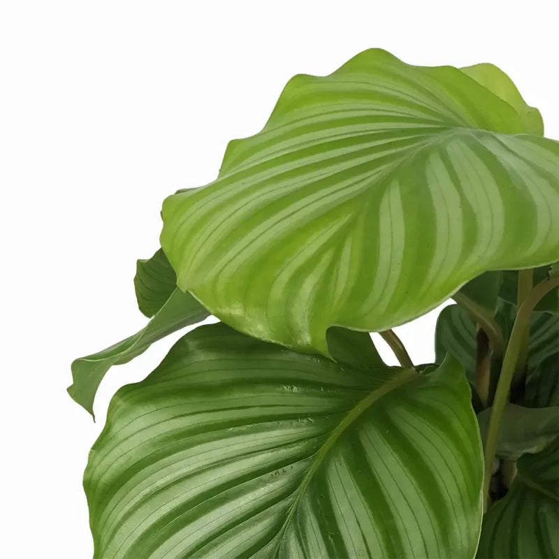 Calathea Orbifolia