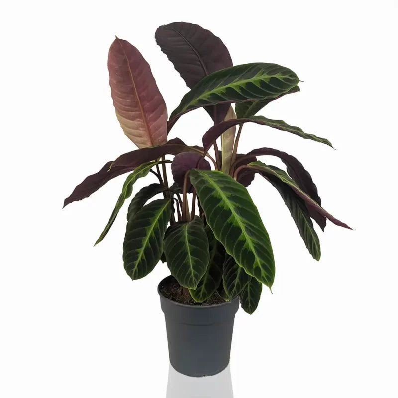 Calathea Warscewiczii