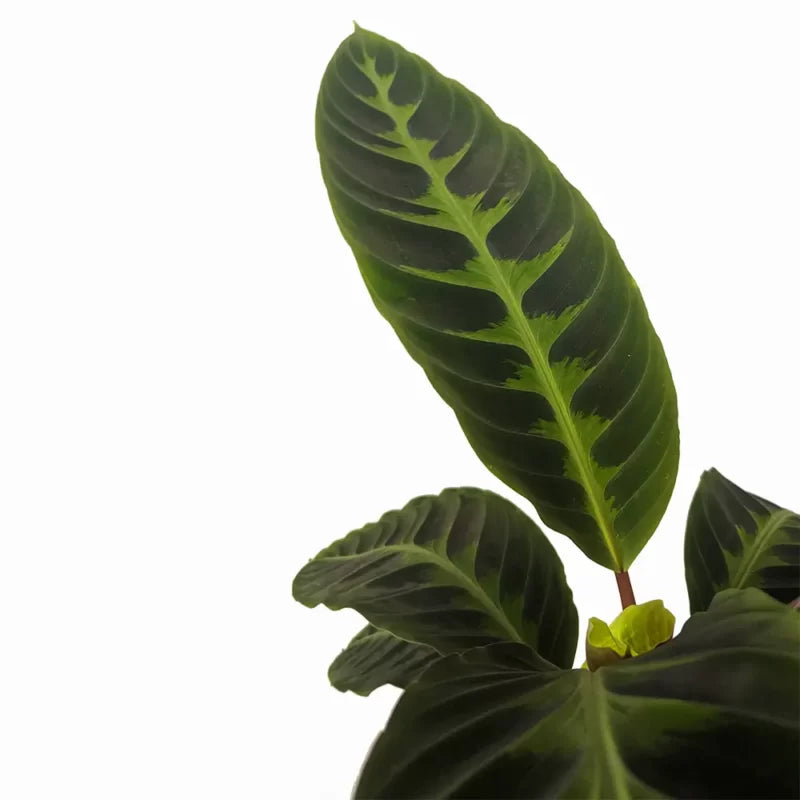 Calathea Warscewiczii