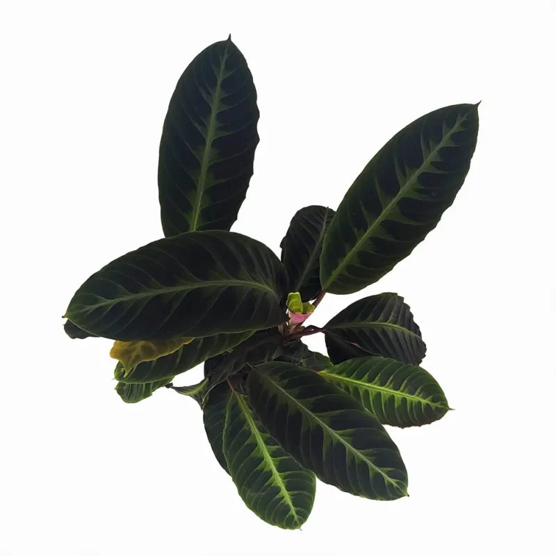 Calathea Warscewiczii