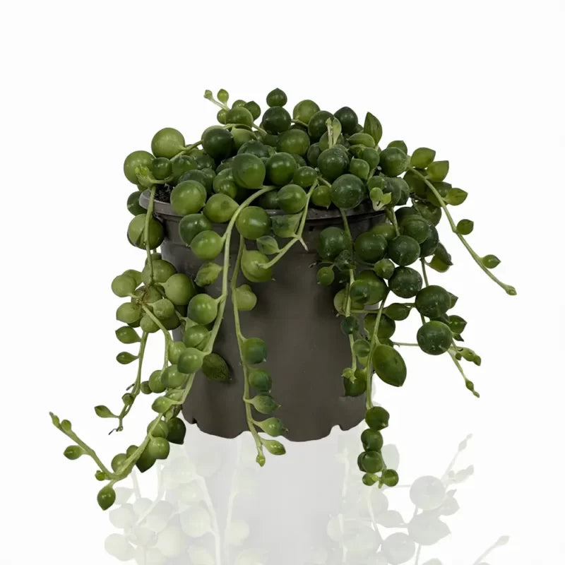 Senecio Rowleyanus (String of Pearls)