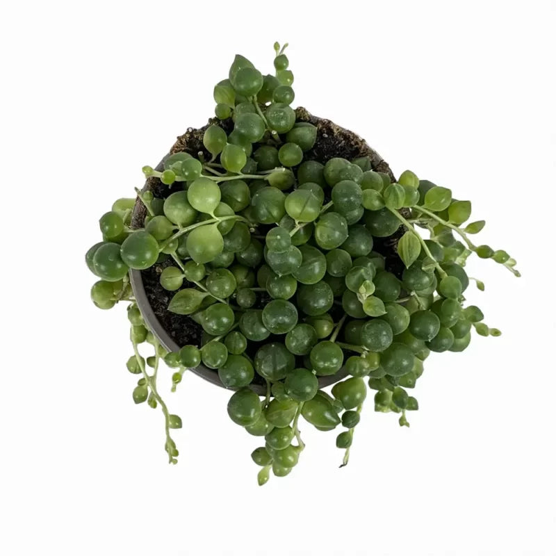 Senecio Rowleyanus (String of Pearls)